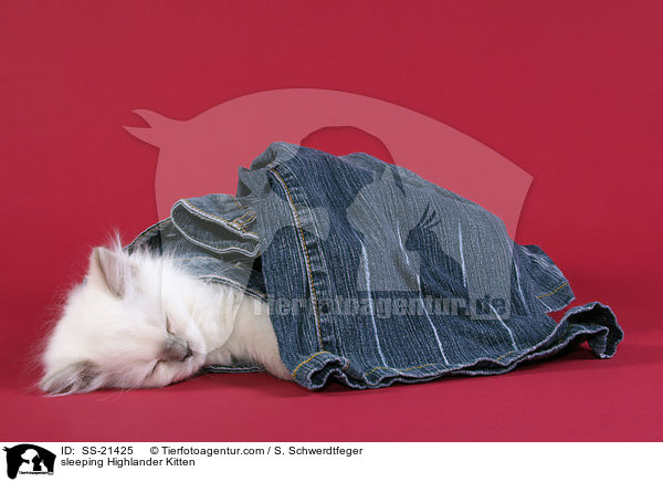 sleeping Highlander Kitten / SS-21425