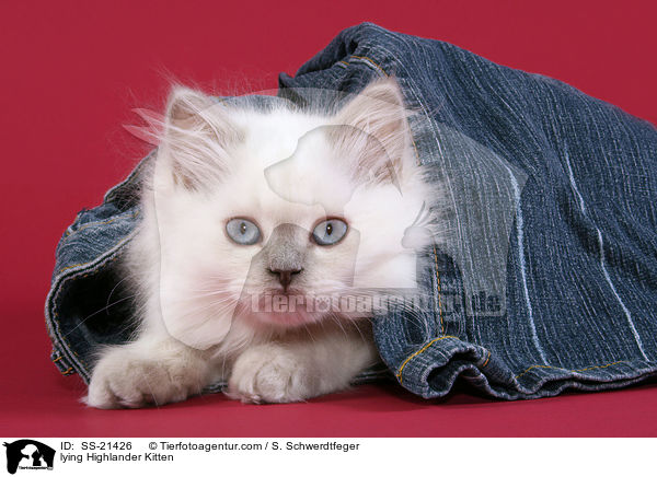 lying Highlander Kitten / SS-21426