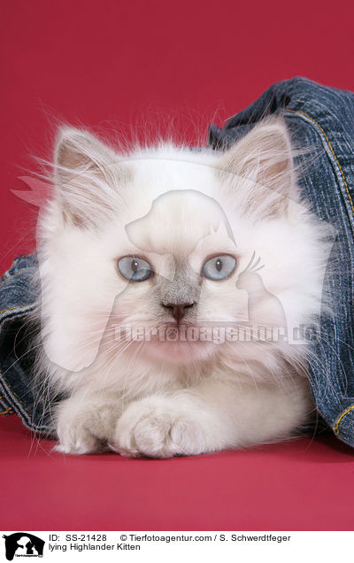 lying Highlander Kitten / SS-21428