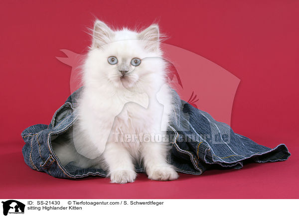sitting Highlander Kitten / SS-21430
