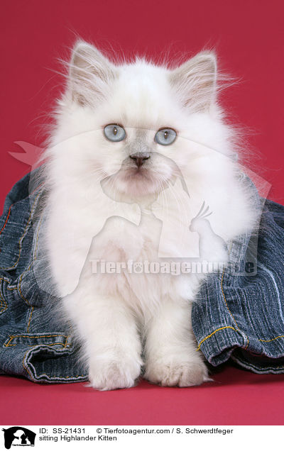 sitting Highlander Kitten / SS-21431
