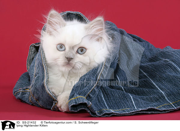 lying Highlander Kitten / SS-21432