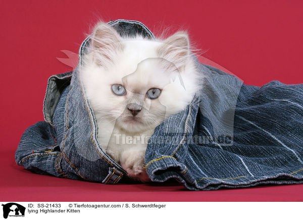 lying Highlander Kitten / SS-21433