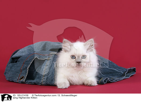 lying Highlander Kitten / SS-21438
