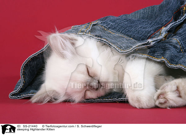 sleeping Highlander Kitten / SS-21440