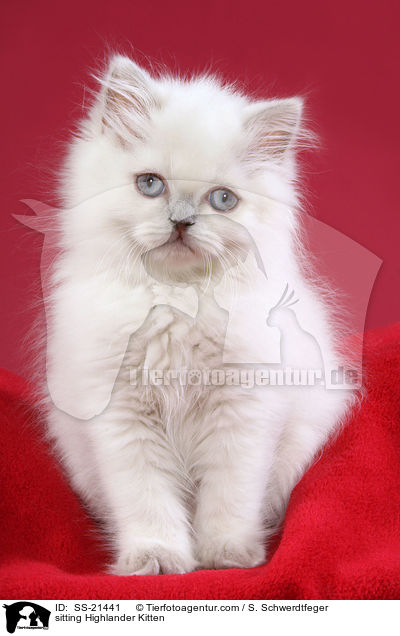 sitting Highlander Kitten / SS-21441