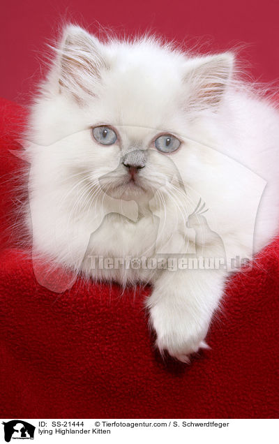 lying Highlander Kitten / SS-21444