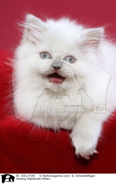 mewing Highlander Kitten / SS-21445