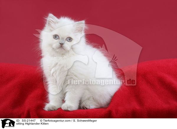 sitting Highlander Kitten / SS-21447