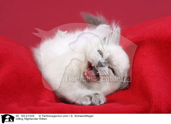 rolling Highlander Kitten / SS-21449
