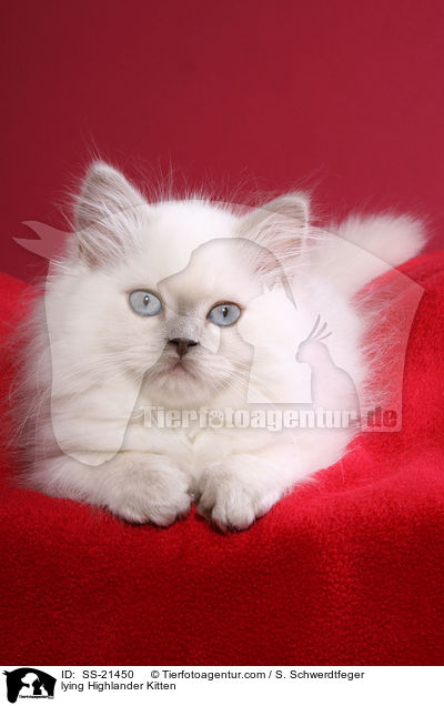 lying Highlander Kitten / SS-21450