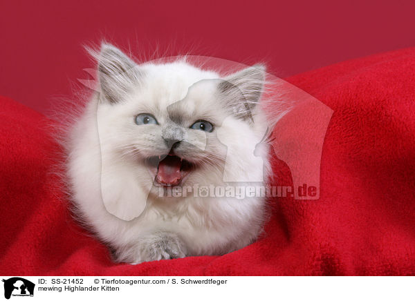 mewing Highlander Kitten / SS-21452