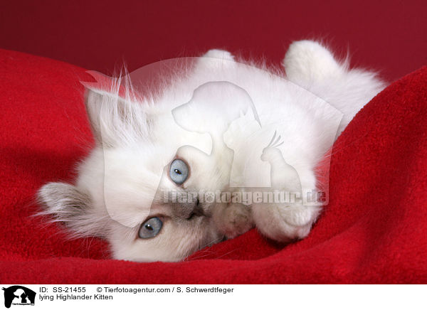 lying Highlander Kitten / SS-21455