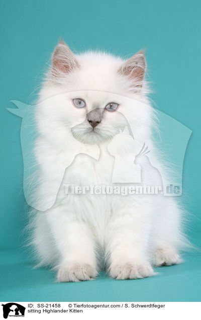 sitting Highlander Kitten / SS-21458