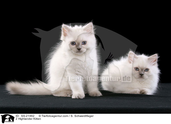 2 Highlander Kitten / SS-21462