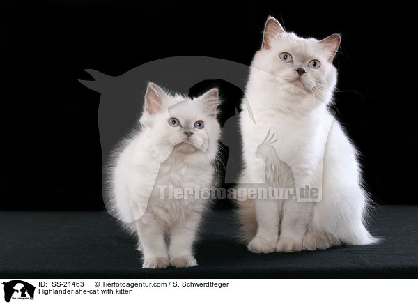 Highlander she-cat with kitten / SS-21463