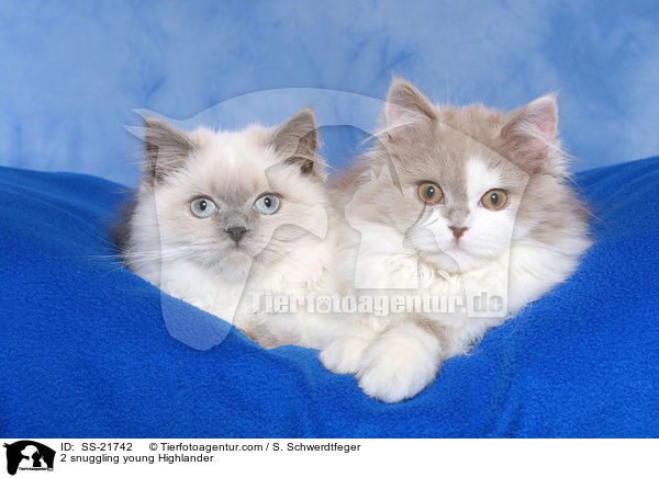 2 snuggling young Highlander / SS-21742