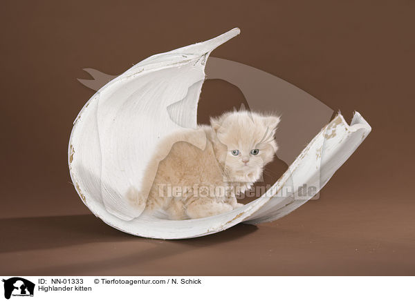 Highlander kitten / NN-01333