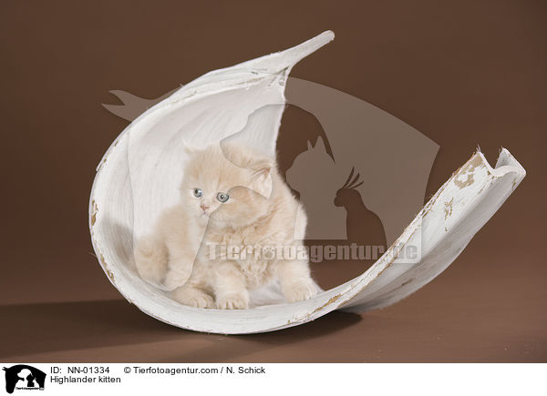 Highlander kitten / NN-01334