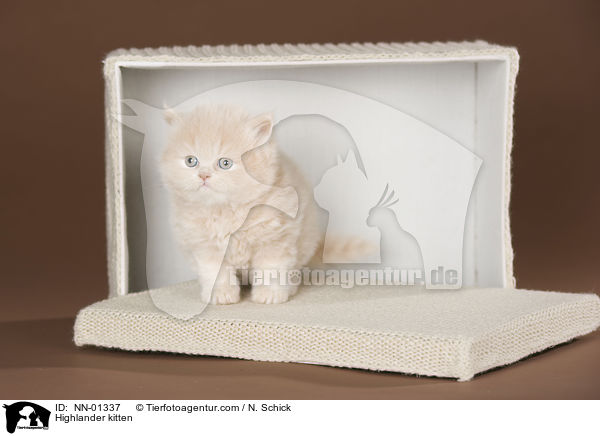 Highlander kitten / NN-01337