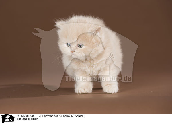 Highlander kitten / NN-01338