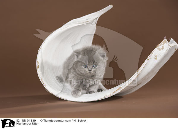 Highlander kitten / NN-01339