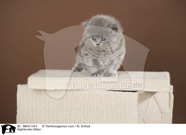 Highlander kitten / NN-01341