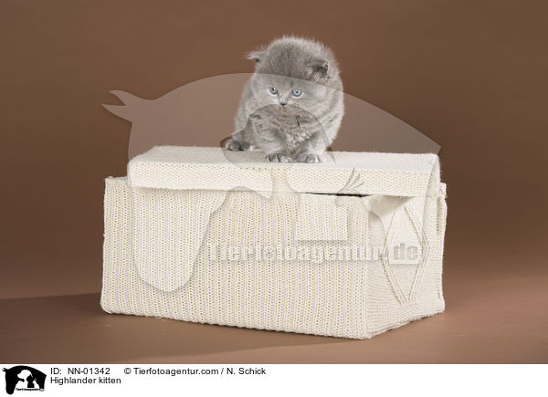 Highlander kitten / NN-01342
