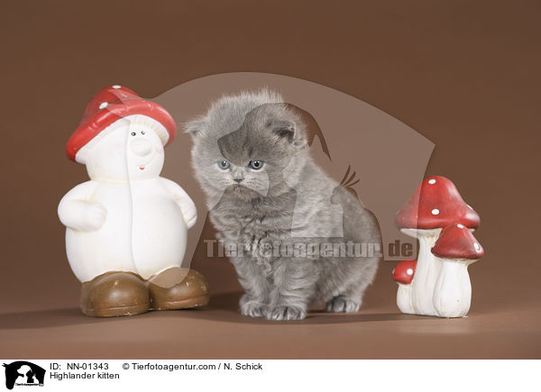 Highlander kitten / NN-01343
