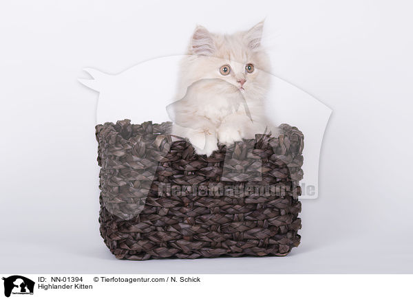 Highlander Kitten / NN-01394
