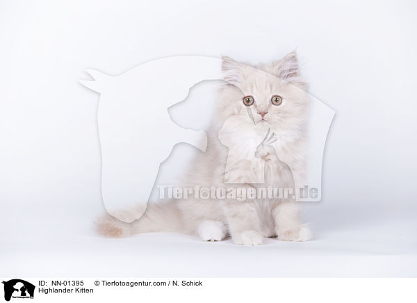 Highlander Kitten / NN-01395
