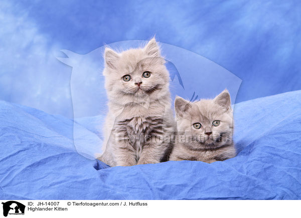 Highlander Kitten / JH-14007