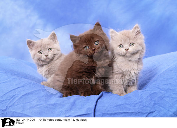 Kitten / JH-14009
