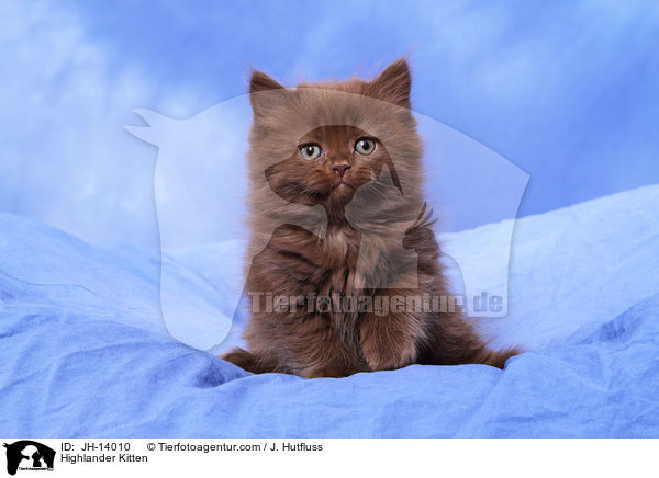 Highlander Kitten / JH-14010