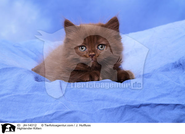 Highlander Kitten / JH-14012