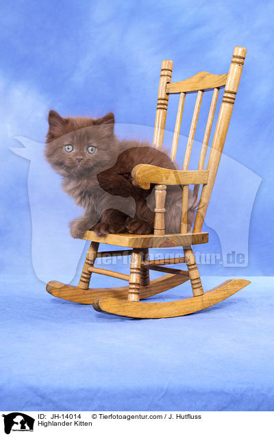 Highlander Kitten / JH-14014