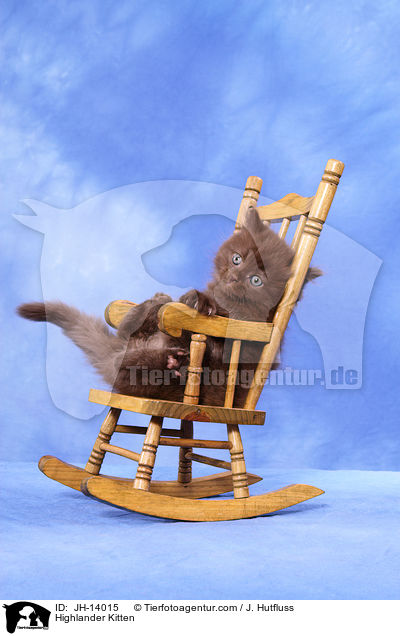 Highlander Kitten / JH-14015