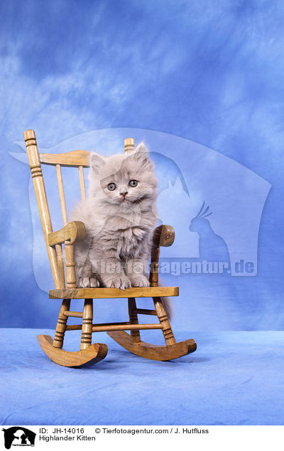 Highlander Kitten / JH-14016