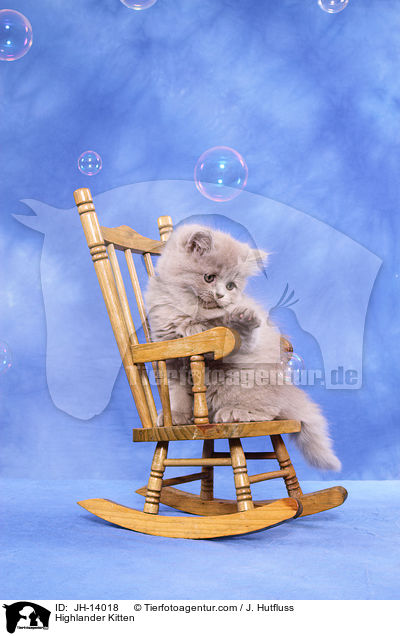 Highlander Kitten / JH-14018