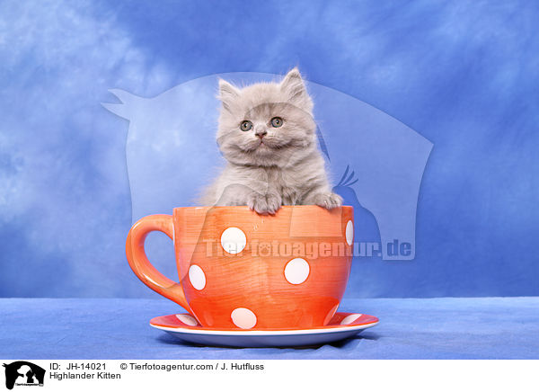 Highlander Kitten / JH-14021