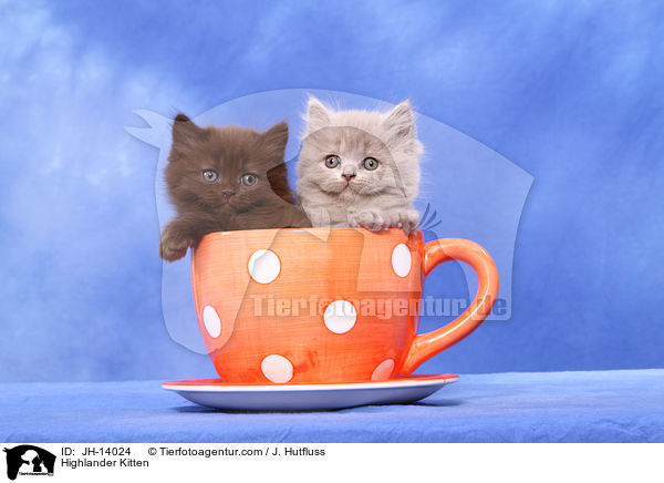 Highlander Kitten / JH-14024