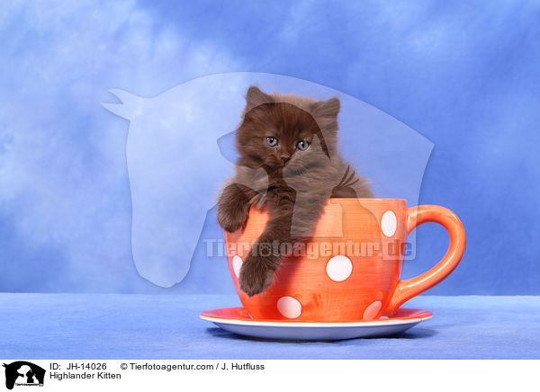Highlander Kitten / JH-14026