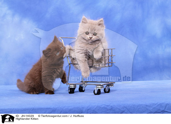 Highlander Kitten / JH-14029