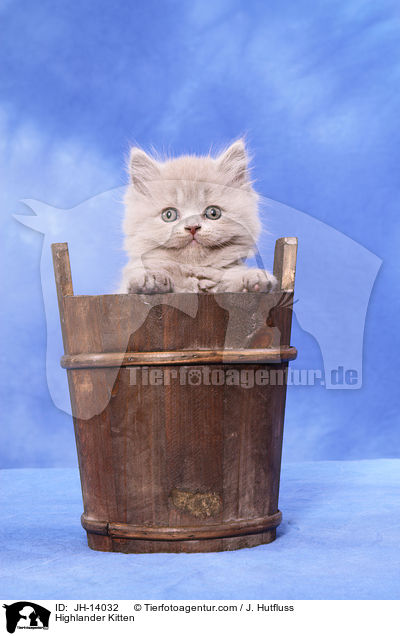 Highlander Kitten / JH-14032