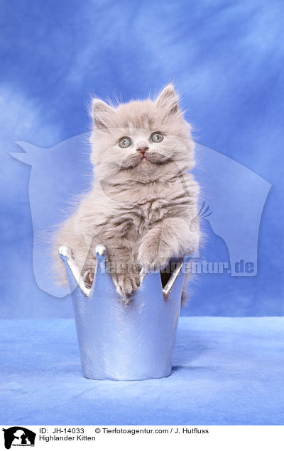 Highlander Kitten / JH-14033