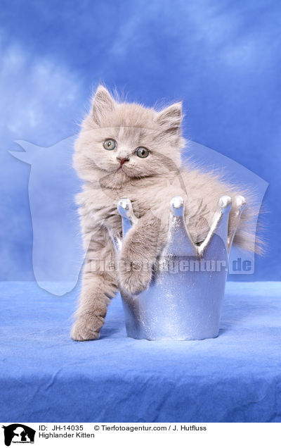 Highlander Kitten / JH-14035