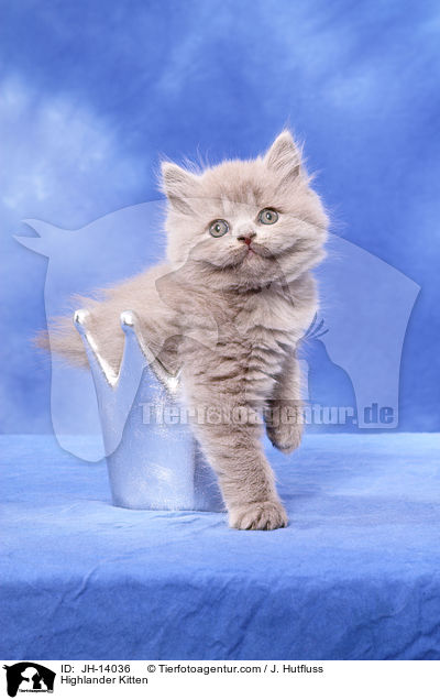 Highlander Kitten / JH-14036