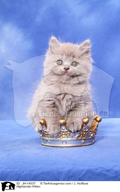 Highlander Kitten / JH-14037