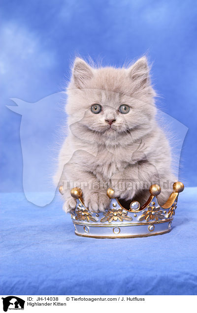 Highlander Kitten / JH-14038