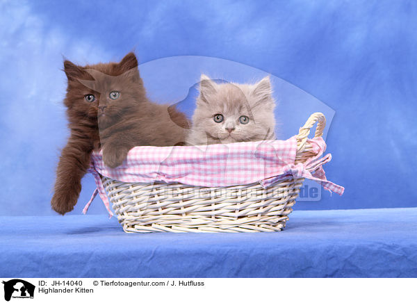 Highlander Kitten / JH-14040